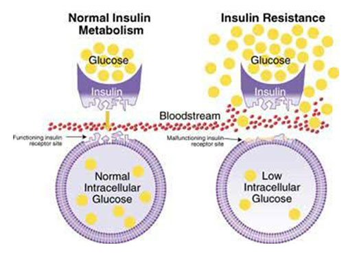 insulin-cells